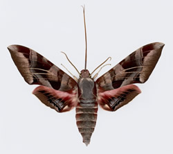 giant hawkmoth adult with its tongue extended..