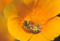 Halictus escholzia collects pollen on a California poppy flower.