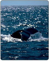 Humpback Whale 