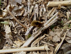 Bee fly looking for bee nests.