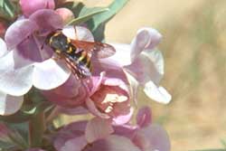 pollen wasp on Penstemon haydenii.
