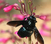 male carpenter bee on a penstemon flower.