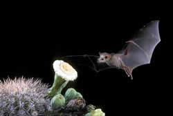 lesser long-nosed bat in flight approaching a cactus flower.