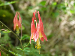 red columbine flower.