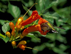 ruby-throated hummingbird in a trumpet creeper flower.