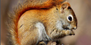 Red Squirrel