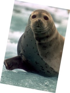 Harbor Seal in Glacier Bay