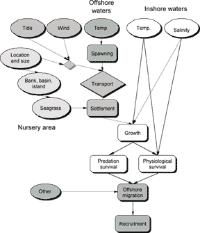 diagram of the pink shrimp simulation model