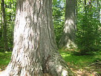 old growth white pine