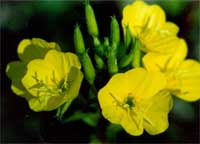 evening primrose.