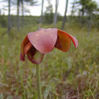 Purple pitcher-plant.