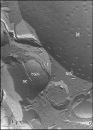 Freeze fracture image of embryo cells that have been successfully preserved.