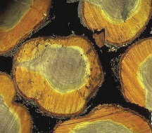 Microscopic photograph of wood