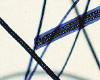 Microscopic photograph of dyed animal hair