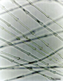 Microscopic photograph of feather