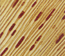 Microscopic photograph of wood microstructure