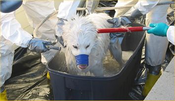 Members of EPA's Environmental Response Team -- West and EPA contractors decontaminate Snowball, a dog contaminated by liquid mercury in January in Las Vegas. There was so much residual mercury in Snowball's hair, the dog had to be repeatedly bathed and combed and eventually much of her fur was shaved to decontaminate her.