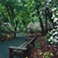 A wooden bench surrounded by a splendor of blooming mountain laurel on accessible Limberlost Trail.