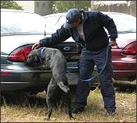 A military working dog trains at the FBI Laboratory to detect volatile explosives