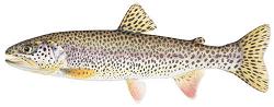 Cutthroat Trout