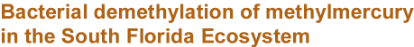 Bacterial demethylation of methylmercury in the South Florida Ecosystem