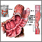 Estructura del colon