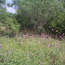 Texas brush and wildflowers similiar to the mission frontier