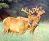 Elk in Cataloochee Valley