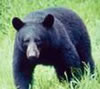 Black Bear