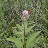 Joe Pye Weed