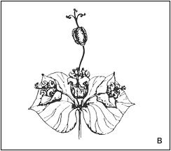 (B) flower cluster