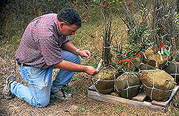 Entomologist labels root balls: Click here for full photo caption.