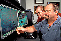 Two entomologists examine fire ant mounds in an airborne digital image: Click here for full photo caption.