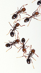 Fire ants: Click here for full photo caption.