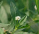 Alligatorweed - Invasive.org