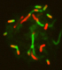 rod shaped bacterium L. monocytogenes