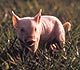 Piglet in grass