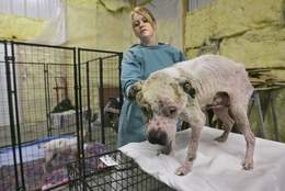 Monica Alcorn examines an adult male pit pull Monday suffering from mange and bacterial infections, at Wildcat Valley Animal Clinic. By John Terhune/Journal & Courier