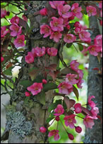 Spring Blossoms, East Machias