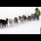 Sled dogs with sled in blizzard (PolarHusky.com)