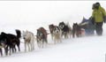 Sled dogs with sled in blizzard
