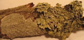 Picture of Lichens