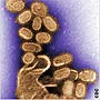 Microscopic view of H1N1 strain of influenza (CDC) 