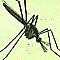 Malaria mosquito image