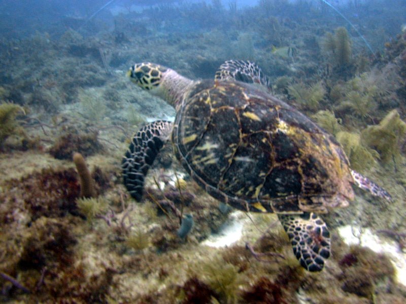 IMAGE: Sea turtle