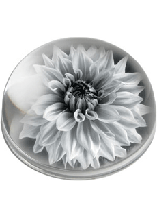 Dahlia Flower Portrait Paperweight