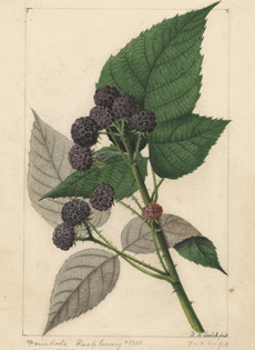 Ferndale [Rubus sp.]