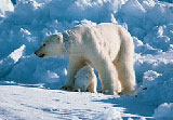 Polar bear -- mother and cub