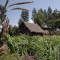 Grassy field, shack in background (Photo by Michael Tewelde)