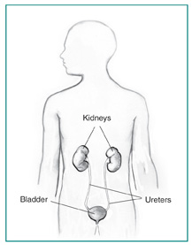 Drawing of the urinary tract in a male figure with labels for the kidneys, bladder, and ureters.